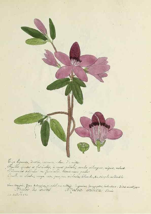 Reproducción/Reproduction 49501402826: Flore universelle. Saint-Denis :Au Bureau et chez Meilhac :[1848]-[1849]. 