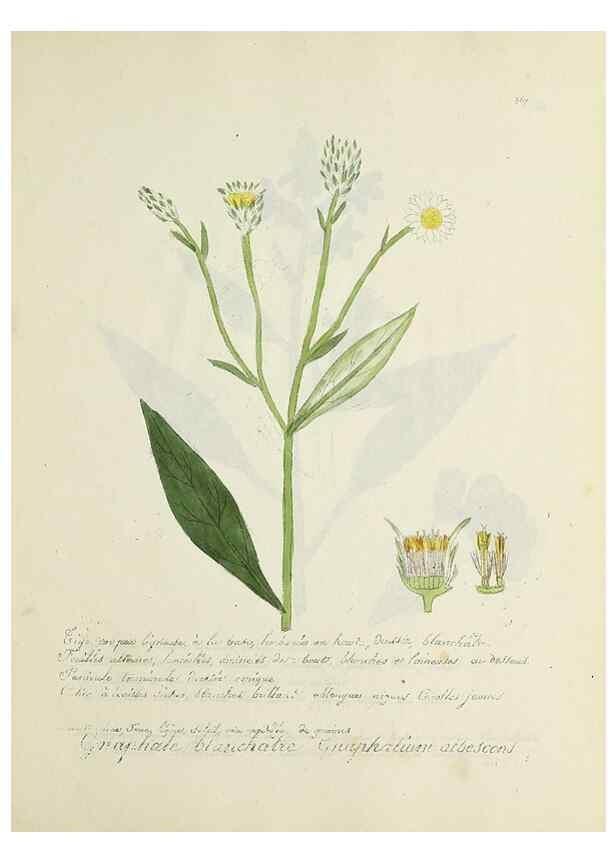 Reproducción/Reproduction 49501627377: Flore universelle. Saint-Denis :Au Bureau et chez Meilhac :[1848]-[1849]. 