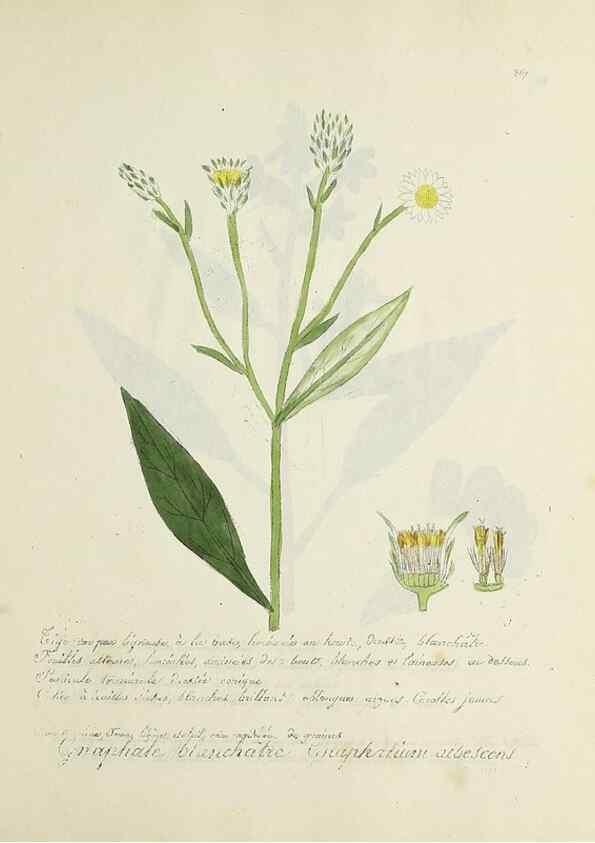 Reproducción/Reproduction 49501627377: Flore universelle. Saint-Denis :Au Bureau et chez Meilhac :[1848]-[1849]. 