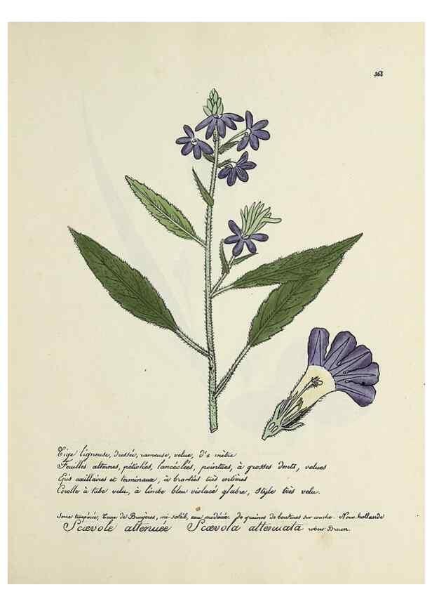 Reproducción/Reproduction 49501627722: Flore universelle. Saint-Denis :Au Bureau et chez Meilhac :[1848]-[1849]. 