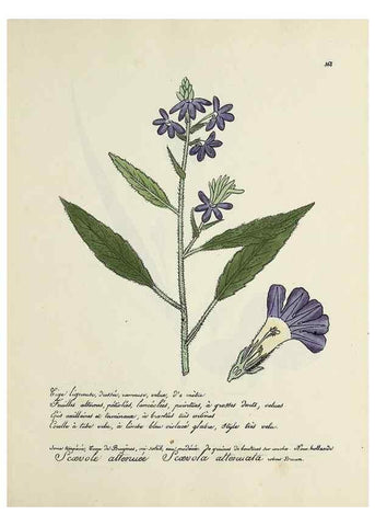 Reproducción/Reproduction 49501627722: Flore universelle. Saint-Denis :Au Bureau et chez Meilhac :[1848]-[1849]. 