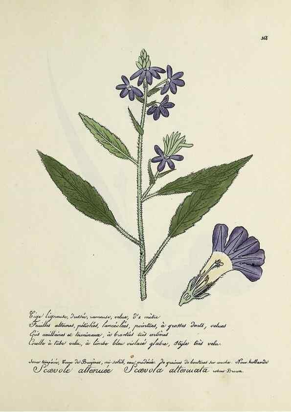 Reproducción/Reproduction 49501627722: Flore universelle. Saint-Denis :Au Bureau et chez Meilhac :[1848]-[1849]. 