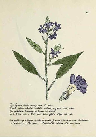 Reproducción/Reproduction 49501627722: Flore universelle. Saint-Denis :Au Bureau et chez Meilhac :[1848]-[1849]. 