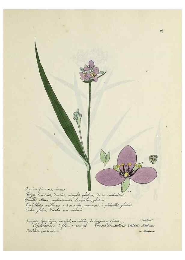 Reproducción/Reproduction 49501628087: Flore universelle. Saint-Denis :Au Bureau et chez Meilhac :[1848]-[1849]. 
