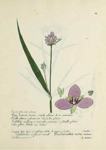 Reproducción/Reproduction 49501628087: Flore universelle. Saint-Denis :Au Bureau et chez Meilhac :[1848]-[1849]. 
