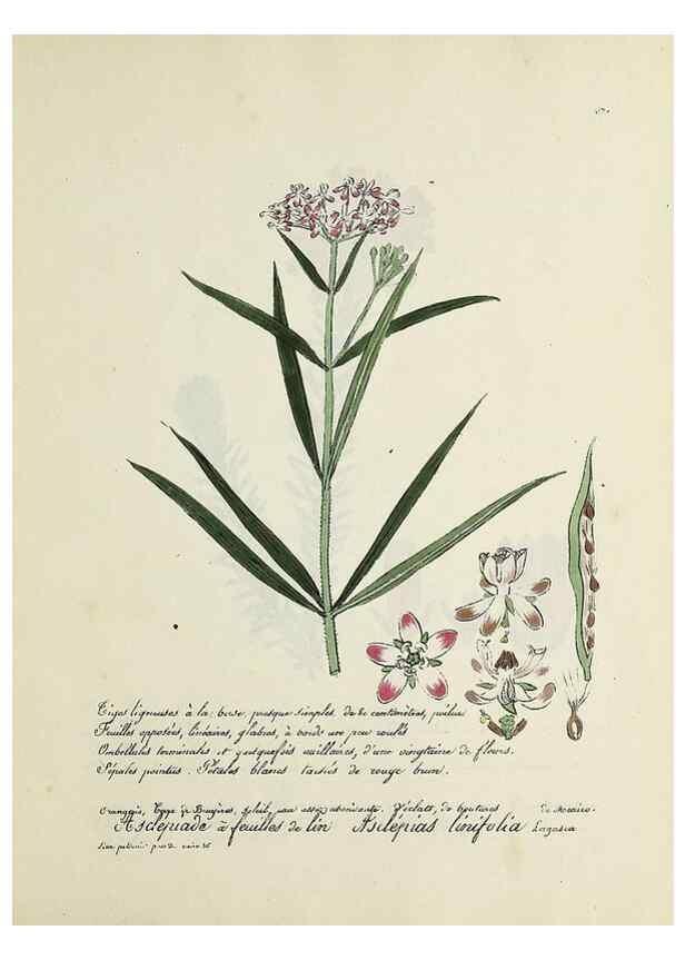 Reproducción/Reproduction 49501628442: Flore universelle. Saint-Denis :Au Bureau et chez Meilhac :[1848]-[1849]. 