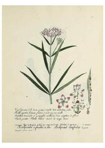 Reproducción/Reproduction 49501628442: Flore universelle. Saint-Denis :Au Bureau et chez Meilhac :[1848]-[1849]. 