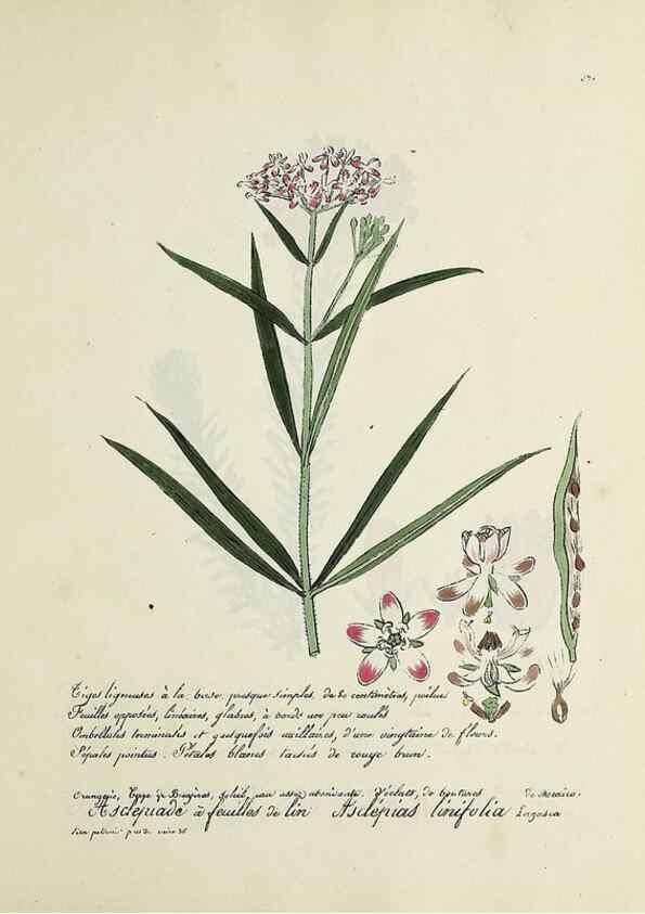 Reproducción/Reproduction 49501628442: Flore universelle. Saint-Denis :Au Bureau et chez Meilhac :[1848]-[1849]. 