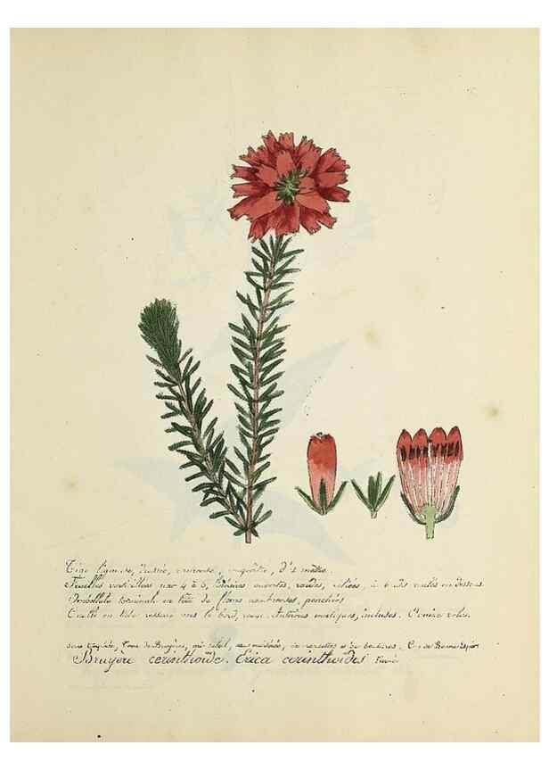 Reproducción/Reproduction 49501628692: Flore universelle. Saint-Denis :Au Bureau et chez Meilhac :[1848]-[1849]. 
