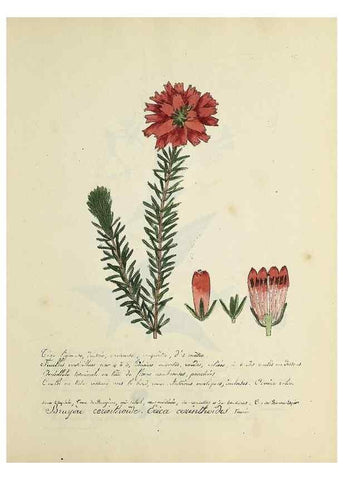 Reproducción/Reproduction 49501628692: Flore universelle. Saint-Denis :Au Bureau et chez Meilhac :[1848]-[1849]. 