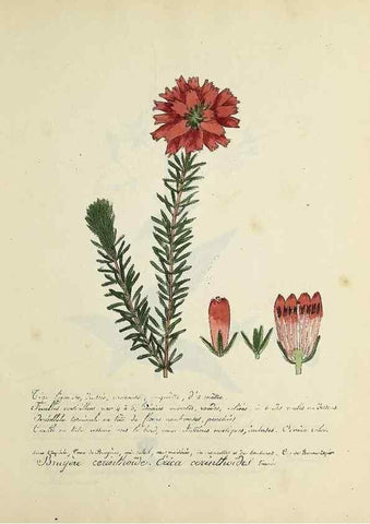 Reproducción/Reproduction 49501628692: Flore universelle. Saint-Denis :Au Bureau et chez Meilhac :[1848]-[1849]. 