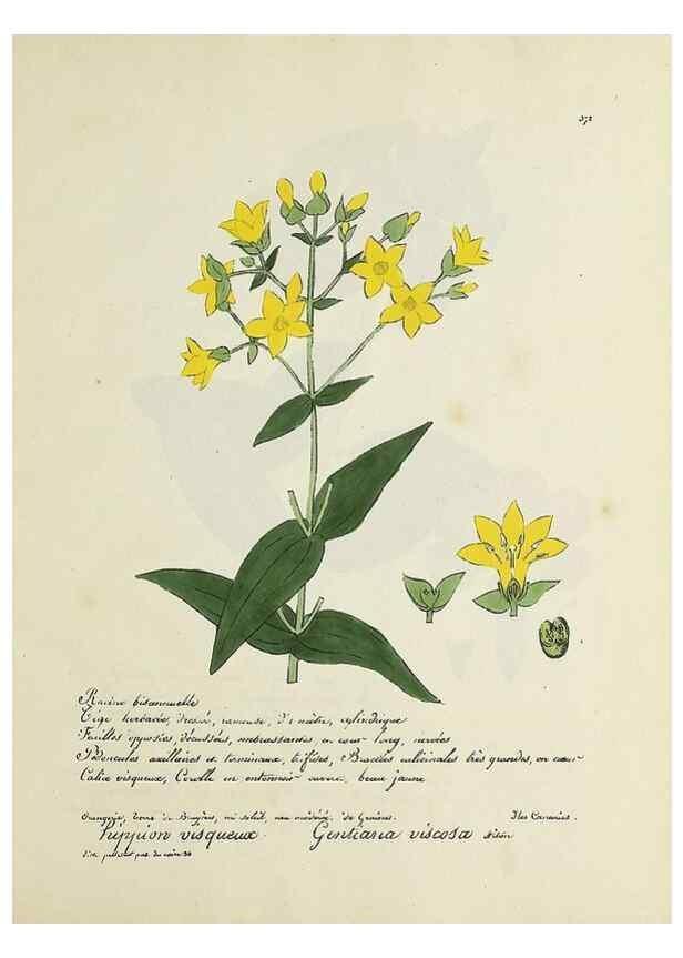 Reproducción/Reproduction 49500900103: Flore universelle. Saint-Denis :Au Bureau et chez Meilhac :[1848]-[1849]. 