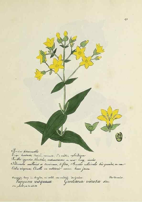 Reproducción/Reproduction 49500900103: Flore universelle. Saint-Denis :Au Bureau et chez Meilhac :[1848]-[1849]. 