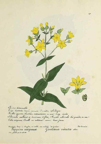 Reproducción/Reproduction 49500900103: Flore universelle. Saint-Denis :Au Bureau et chez Meilhac :[1848]-[1849]. 