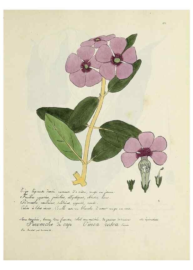 Reproducción/Reproduction 49500900468: Flore universelle. Saint-Denis :Au Bureau et chez Meilhac :[1848]-[1849]. 