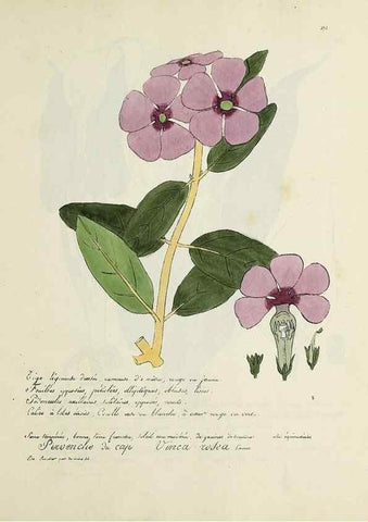 Reproducción/Reproduction 49500900468: Flore universelle. Saint-Denis :Au Bureau et chez Meilhac :[1848]-[1849]. 
