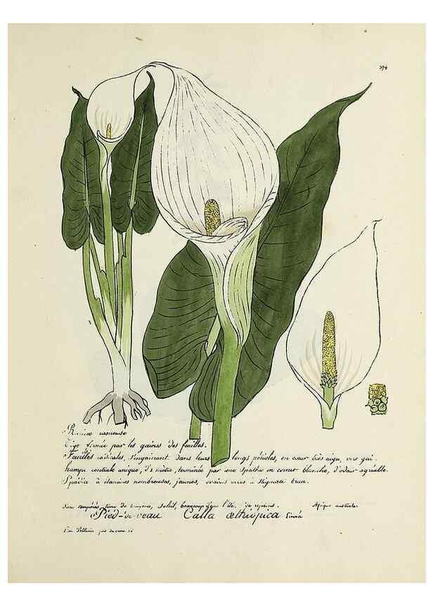 Reproducción/Reproduction 49501629612: Flore universelle. Saint-Denis :Au Bureau et chez Meilhac :[1848]-[1849]. 
