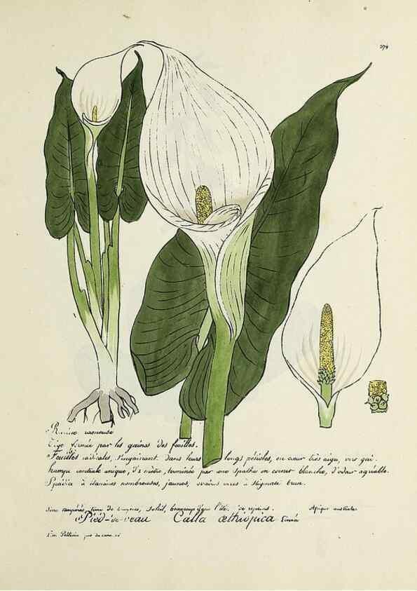 Reproducción/Reproduction 49501629612: Flore universelle. Saint-Denis :Au Bureau et chez Meilhac :[1848]-[1849]. 