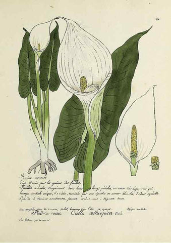 Reproducción/Reproduction 49501629612: Flore universelle. Saint-Denis :Au Bureau et chez Meilhac :[1848]-[1849]. 