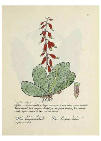 Reproducción/Reproduction 49500901188: Flore universelle. Saint-Denis :Au Bureau et chez Meilhac :[1848]-[1849]. 