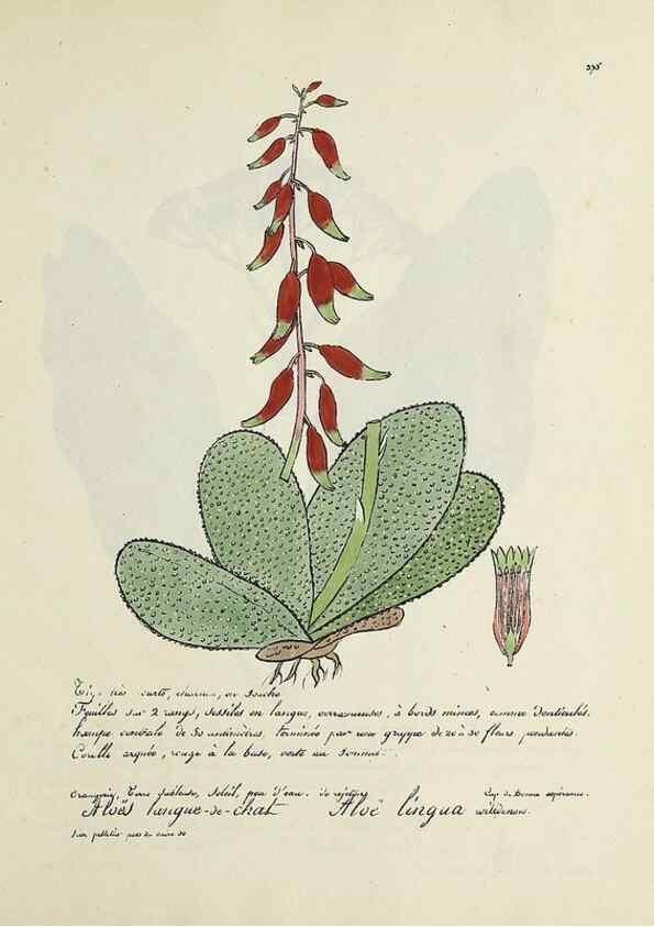 Reproducción/Reproduction 49500901188: Flore universelle. Saint-Denis :Au Bureau et chez Meilhac :[1848]-[1849]. 