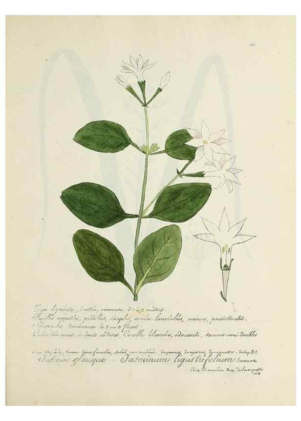 Reproducción/Reproduction 49500896263: Flore universelle. Saint-Denis :Au Bureau et chez Meilhac :[1848]-[1849]. 