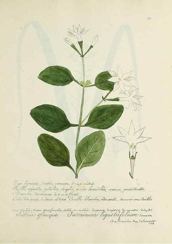 Reproducción/Reproduction 49500896263: Flore universelle. Saint-Denis :Au Bureau et chez Meilhac :[1848]-[1849]. 