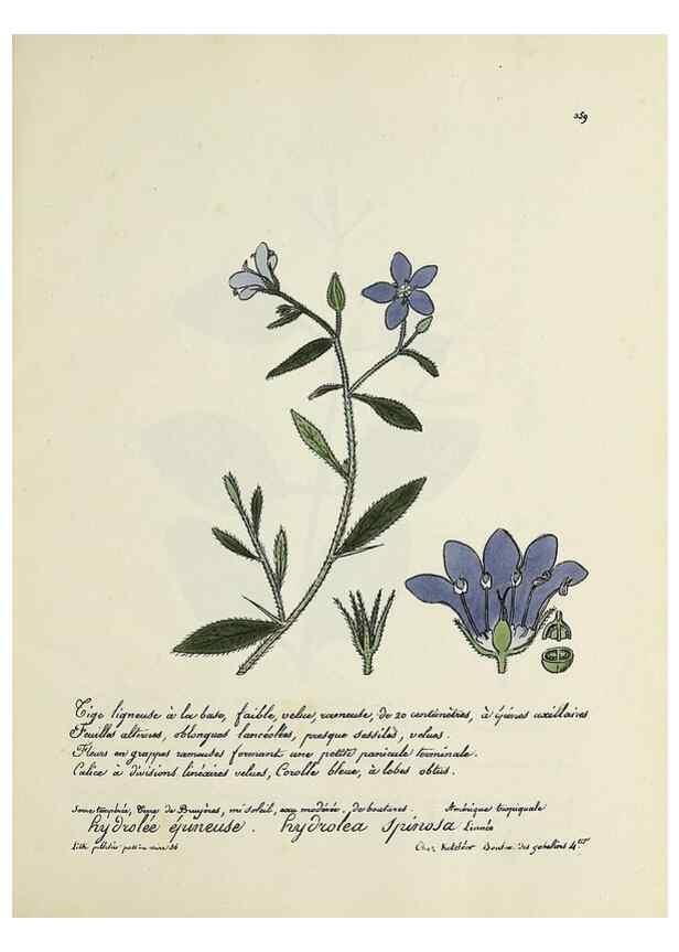 Reproducción/Reproduction 49501624917: Flore universelle. Saint-Denis :Au Bureau et chez Meilhac :[1848]-[1849]. 