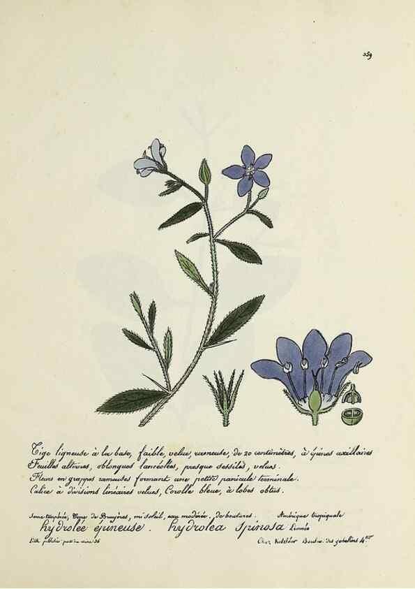 Reproducción/Reproduction 49501624917: Flore universelle. Saint-Denis :Au Bureau et chez Meilhac :[1848]-[1849]. 