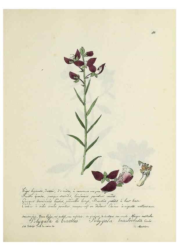 Reproducción/Reproduction 49501624632: Flore universelle. Saint-Denis :Au Bureau et chez Meilhac :[1848]-[1849]. 