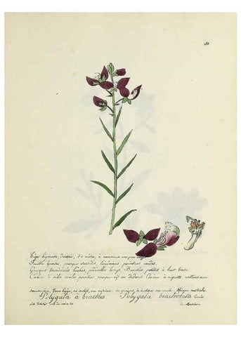 Reproducción/Reproduction 49501624632: Flore universelle. Saint-Denis :Au Bureau et chez Meilhac :[1848]-[1849]. 