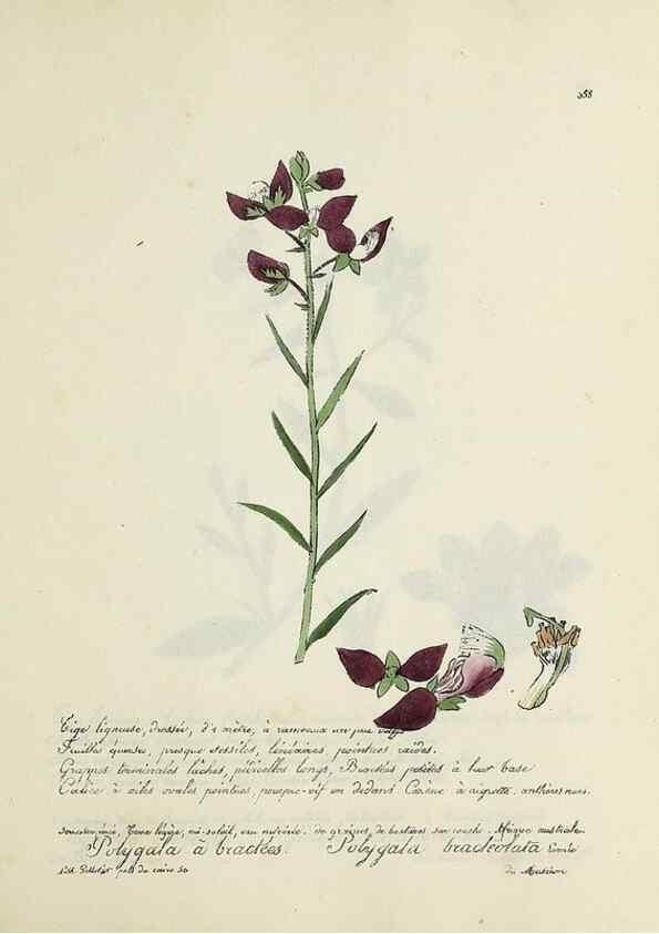 Reproducción/Reproduction 49501624632: Flore universelle. Saint-Denis :Au Bureau et chez Meilhac :[1848]-[1849]. 