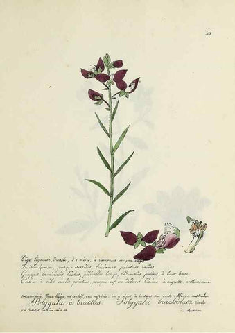 Reproducción/Reproduction 49501624632: Flore universelle. Saint-Denis :Au Bureau et chez Meilhac :[1848]-[1849]. 