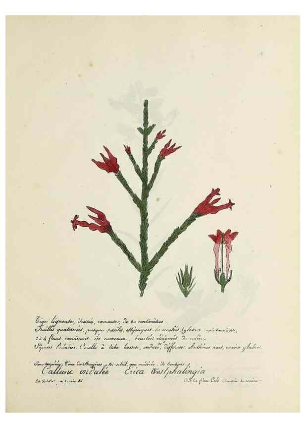 Reproducción/Reproduction 49500895538: Flore universelle. Saint-Denis :Au Bureau et chez Meilhac :[1848]-[1849]. 