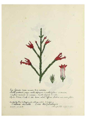 Reproducción/Reproduction 49500895538: Flore universelle. Saint-Denis :Au Bureau et chez Meilhac :[1848]-[1849]. 