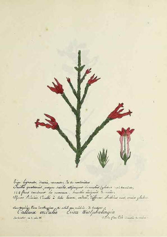 Reproducción/Reproduction 49500895538: Flore universelle. Saint-Denis :Au Bureau et chez Meilhac :[1848]-[1849]. 