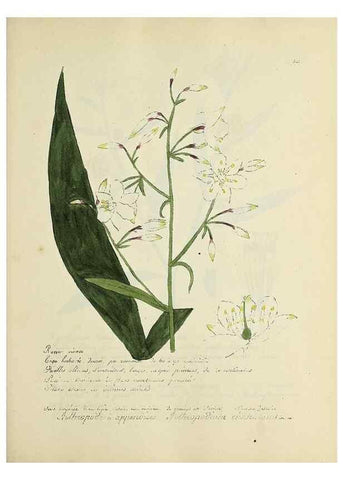 Reproducción/Reproduction 49501619752: Flore universelle. Saint-Denis :Au Bureau et chez Meilhac :[1848]-[1849]. 