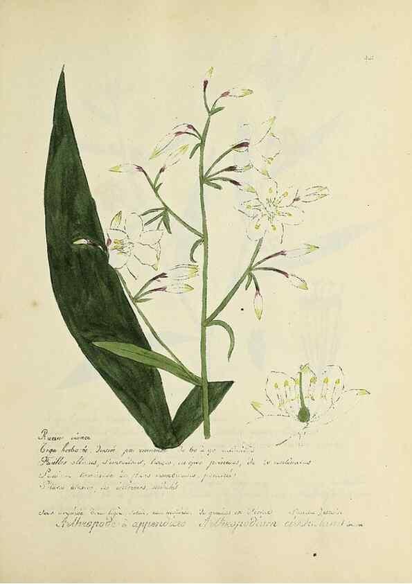 Reproducción/Reproduction 49501619752: Flore universelle. Saint-Denis :Au Bureau et chez Meilhac :[1848]-[1849]. 