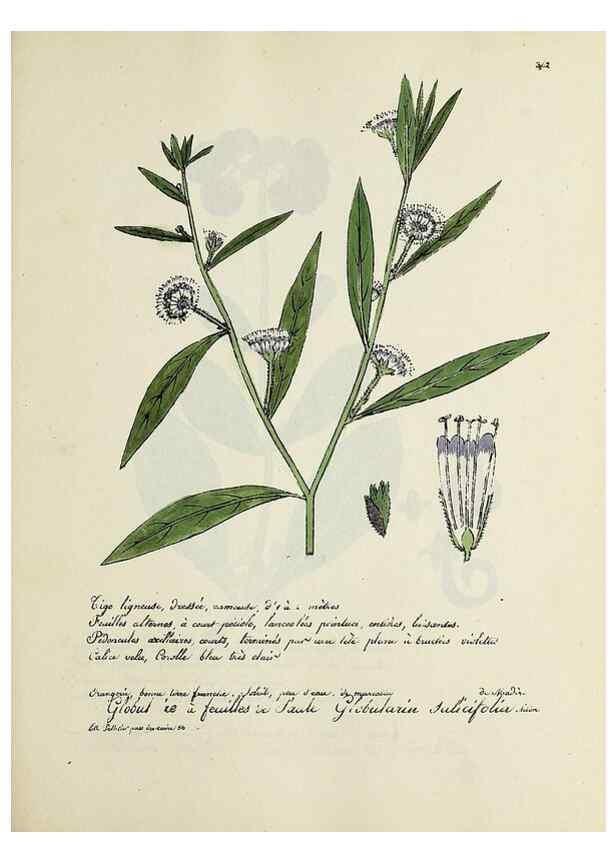 Reproducción/Reproduction 49500891058: Flore universelle. Saint-Denis :Au Bureau et chez Meilhac :[1848]-[1849]. 