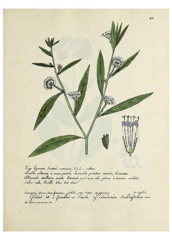 Reproducción/Reproduction 49500891058: Flore universelle. Saint-Denis :Au Bureau et chez Meilhac :[1848]-[1849]. 
