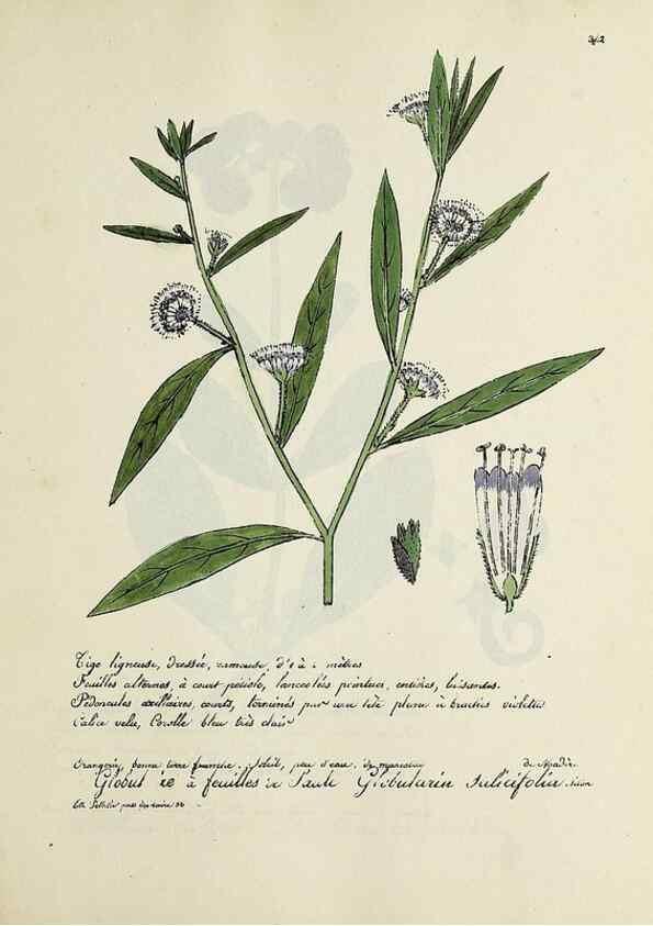 Reproducción/Reproduction 49500891058: Flore universelle. Saint-Denis :Au Bureau et chez Meilhac :[1848]-[1849]. 