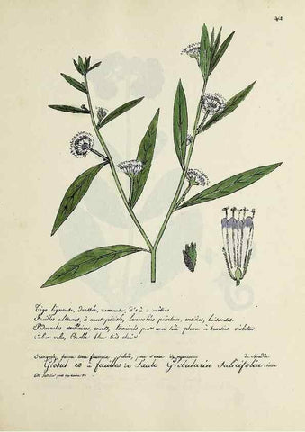 Reproducción/Reproduction 49500891058: Flore universelle. Saint-Denis :Au Bureau et chez Meilhac :[1848]-[1849]. 