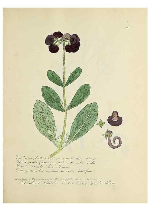 Reproducción/Reproduction 49501620397: Flore universelle. Saint-Denis :Au Bureau et chez Meilhac :[1848]-[1849]. 