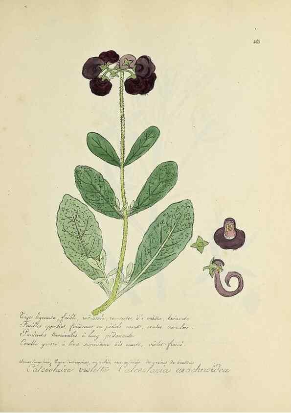 Reproducción/Reproduction 49501620397: Flore universelle. Saint-Denis :Au Bureau et chez Meilhac :[1848]-[1849]. 