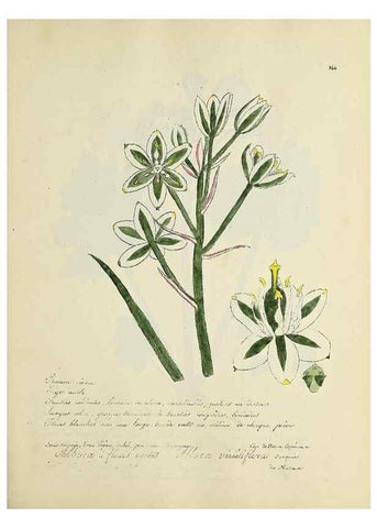 Reproducción/Reproduction 49500891668: Flore universelle. Saint-Denis :Au Bureau et chez Meilhac :[1848]-[1849]. 