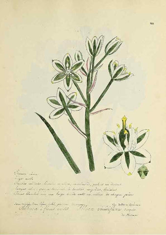 Reproducción/Reproduction 49500891668: Flore universelle. Saint-Denis :Au Bureau et chez Meilhac :[1848]-[1849]. 