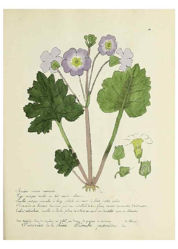 Reproducción/Reproduction 49500891938: Flore universelle. Saint-Denis :Au Bureau et chez Meilhac :[1848]-[1849]. 