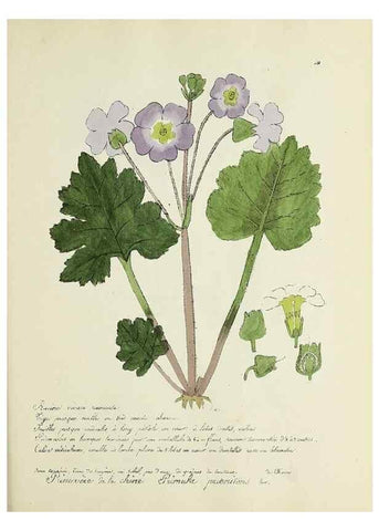Reproducción/Reproduction 49500891938: Flore universelle. Saint-Denis :Au Bureau et chez Meilhac :[1848]-[1849]. 