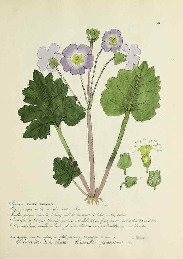 Reproducción/Reproduction 49500891938: Flore universelle. Saint-Denis :Au Bureau et chez Meilhac :[1848]-[1849]. 