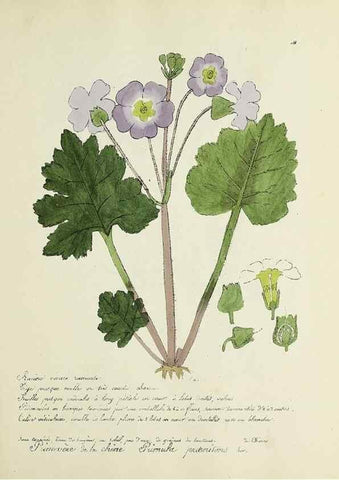Reproducción/Reproduction 49500891938: Flore universelle. Saint-Denis :Au Bureau et chez Meilhac :[1848]-[1849]. 